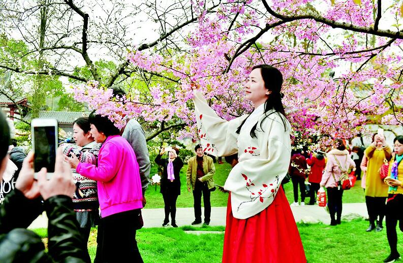 圖為:各地游客乘高鐵來(lái)賞櫻