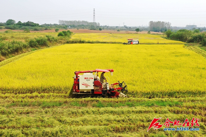 稻谷金黃 顆粒歸倉 (1)