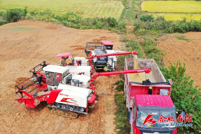 稻谷金黃 顆粒歸倉 (7)